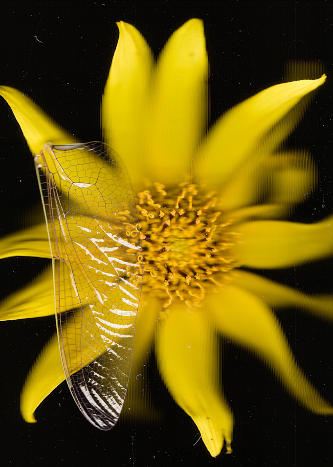 Wild Sunflower And Dragonfly Wing Photography Art | Floating City Scanography