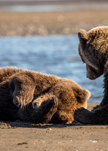 Alaskan Brown Bear Cubs on The Beach Wall Art