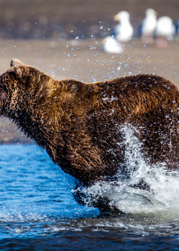 Booking It Alaskan Brown Bear Fishing on the Beach