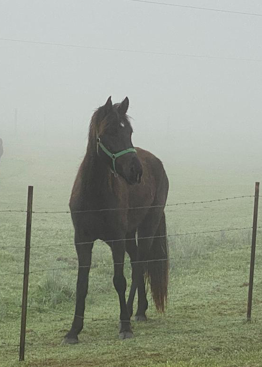 Robin Junker Sturgis - photography - nature - farm - fog - horses - Griffin - Foggy Morning 2