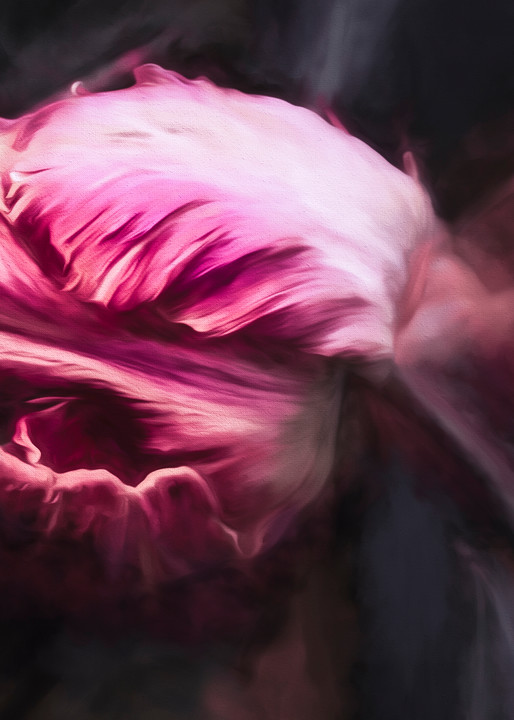 Rosey Rembrandt Tulip