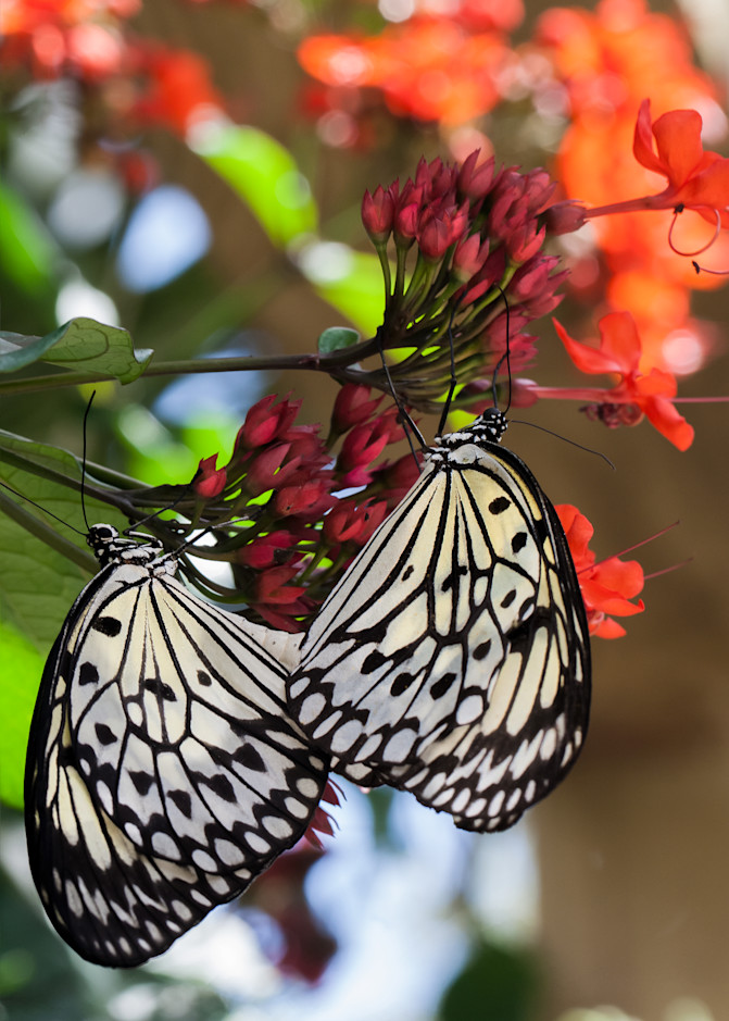 Paperkite Butterflies Art | Light Pixie Studio