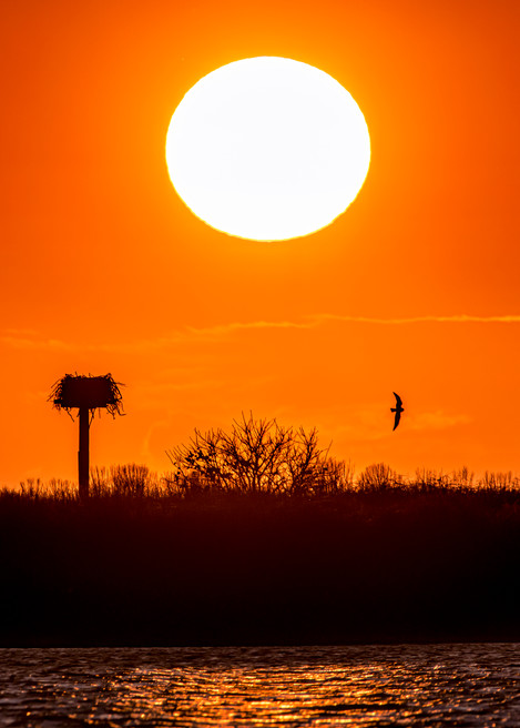 Chappy Cape Poge Osprey Setting Sun Art | Michael Blanchard Inspirational Photography - Crossroads Gallery