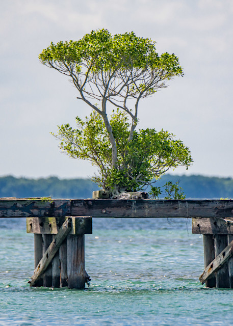 Life Renewed Photography Art | kramkranphoto