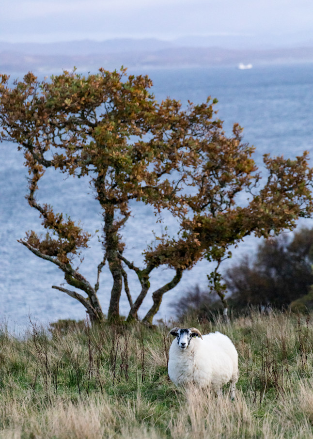 Lost In Scotland  Photography Art | Gwyne Gray Studio