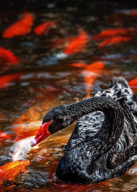 Black Swan, Crimson Carp Art | Karen Hutton Fine Art
