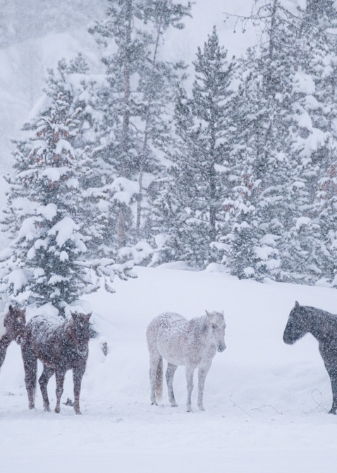 Herd Of Snow Art | Karen Hutton Fine Art