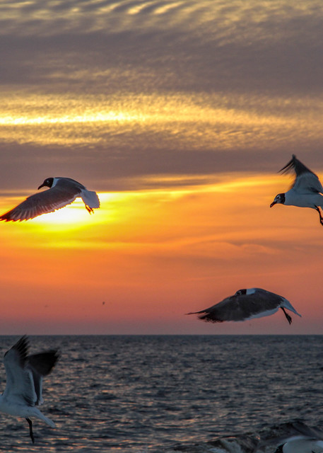 Sunset Birds Photography Art | waynesimpson