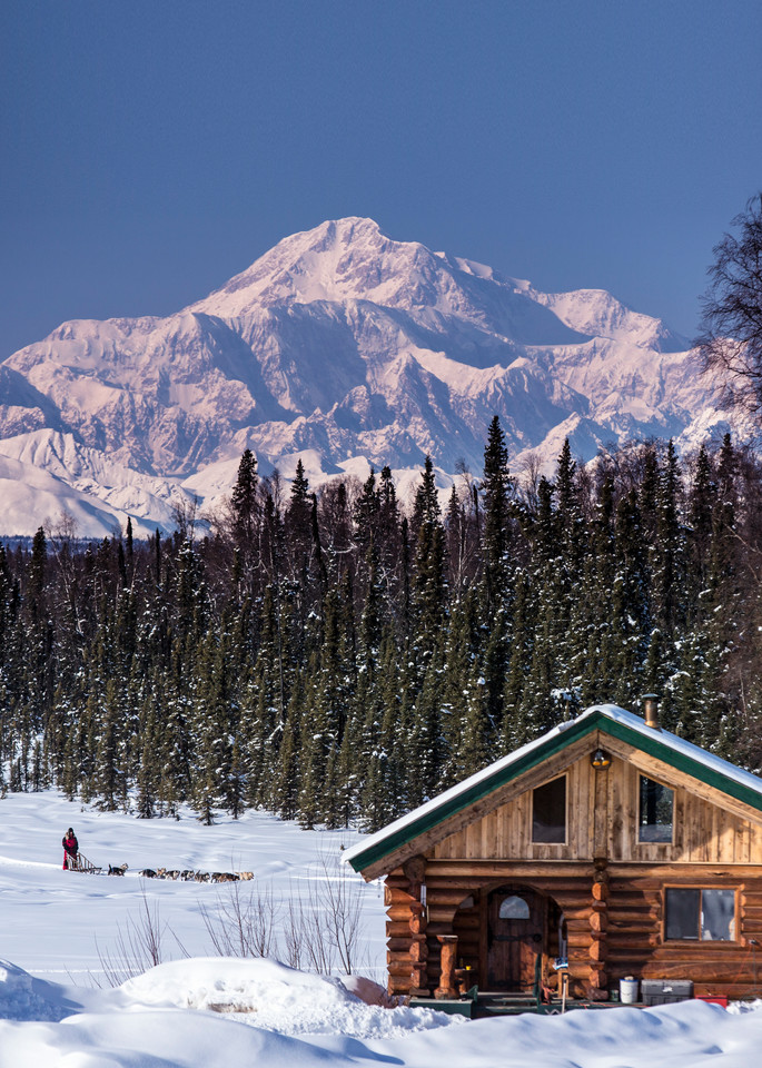 Dog musher Martin Buser runs his team during a spring training run on a lake with Mt. Mckinley and Alaska Range in the background and log cabin in foreground.   Southcentral, Alaska

MR2013-03-23BuserMartin / PR2013-03-23SchorrJim Cabin