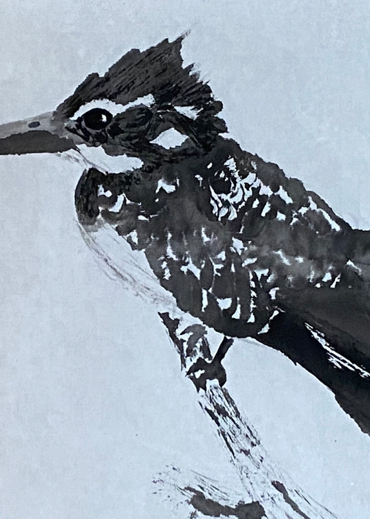 Pied Kingfisher I Art | Lynda Frautnick Fine Art