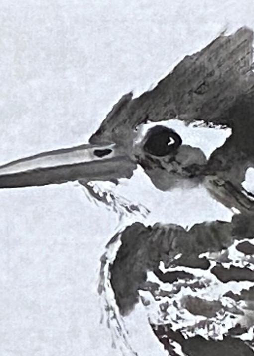 Pied Kingfisher Ii Art | Lynda Frautnick Fine Art