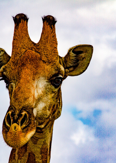 Giraffe Profile Photography Art | waynesimpson