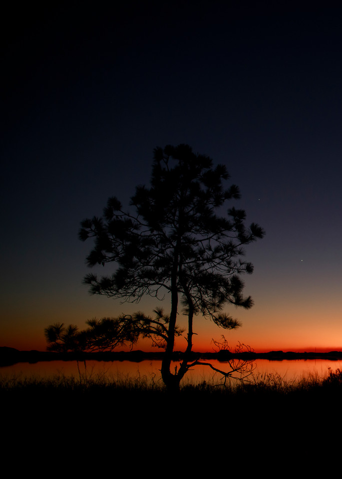 Silhouetted tree on Western Lake on 30a