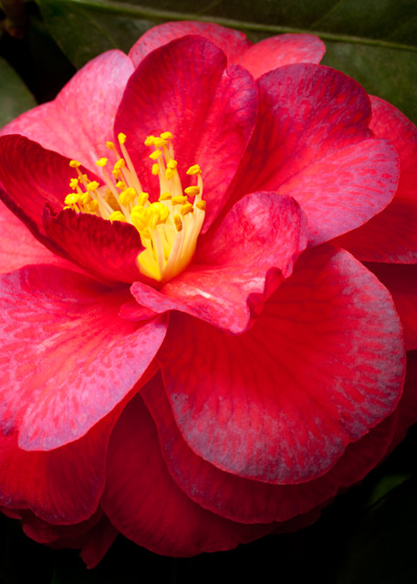 Red Camellia Photography Art | Rick Gardner Photography