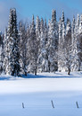 Winter Tug Hill Frozen Trees  Photography Art | Kurt Gardner Photography Gallery