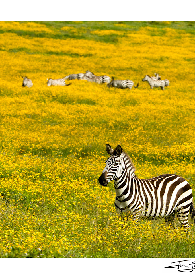 Zebra in a field of yellow flowers.