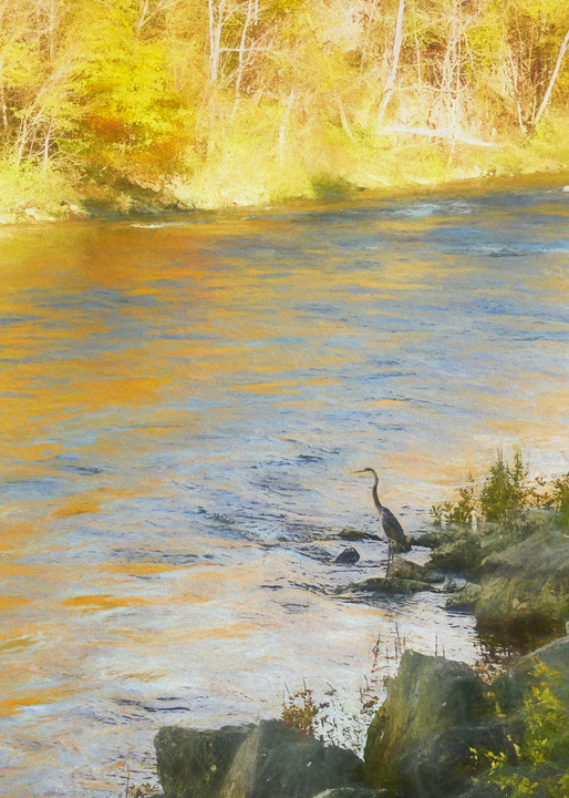 Great Blue Heron in Maine