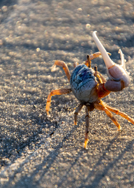 Fiddler Crab Photography Art | The Colors of Chatham