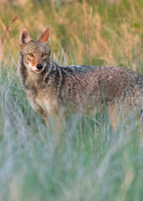 Sunrise Coyote Photography Art | The Colors of Chatham