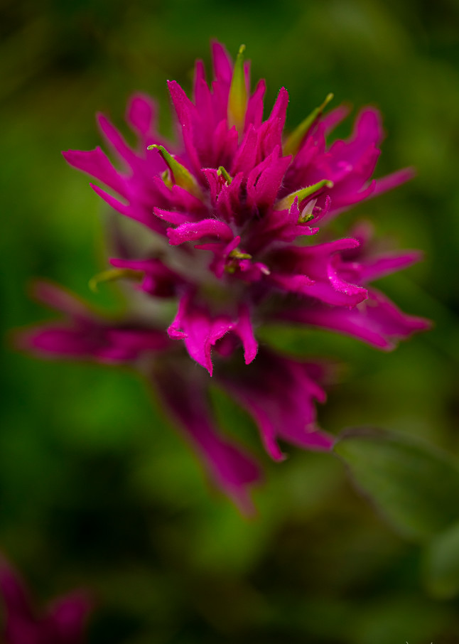 Indian Paintbrush Photography Art | John Winnie Jr. Photography