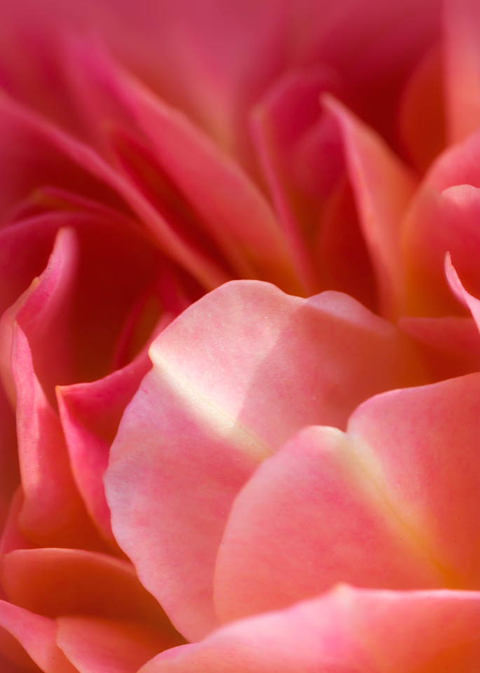 Pink Petal Perfection Rose Close-Up