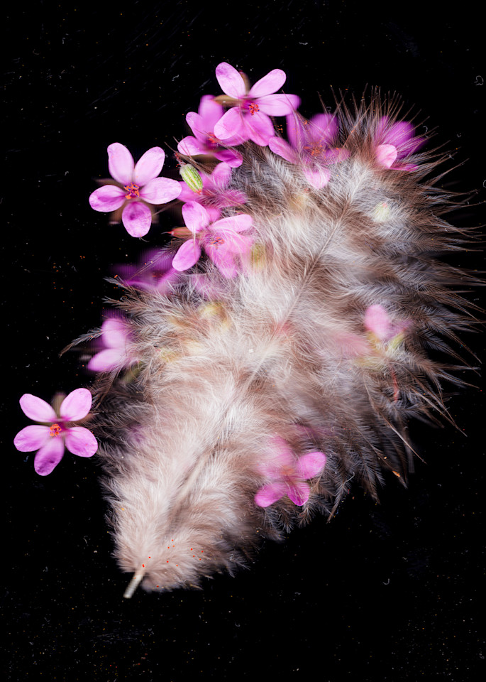 Chicken Feather And Geranium Flowers Photography Art | Floating City Scanography