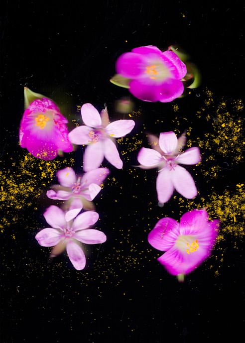 Wildflowers And California Poppy Pollen Photography Art | Floating City Scanography