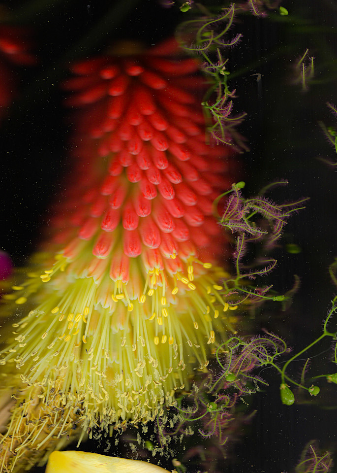 Red Hot Poker Photography Art | Floating City Scanography