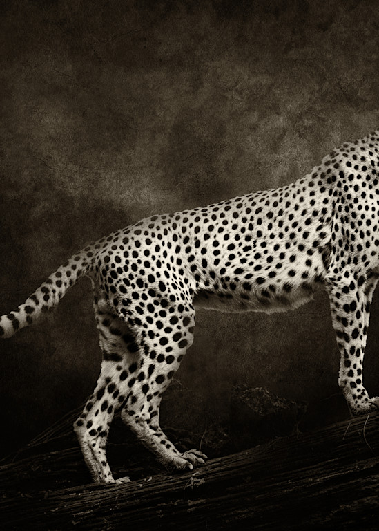 Cheetah on Log with Textured Background