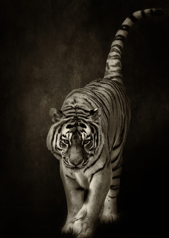 Tiger on Textured Background Black and White
