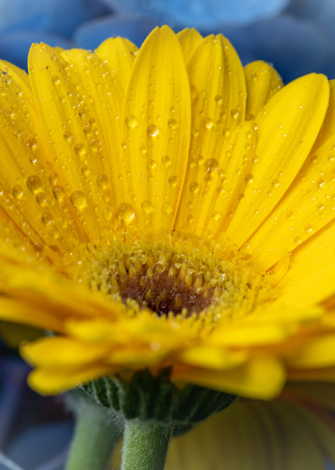Raindrops on Yuellow Flower