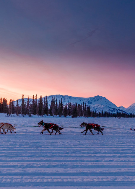 Travis Beals rides into the Finger Lake checkpoint at sunrise in the morning on March 4th during the 2019 Iditarod.

Photo by Jeff Schultz/  (C) 2019  ALL RIGHTS RESERVED