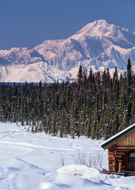 Dog musher Martin Buser runs his team during a spring training run on a lake with Mt. Mckinley and Alaska Range in the background and log cabin in foreground.   Southcentral, Alaska

PHOTO (C) BY JEFF SCHULTZ / ALL RIGHTS RESERVED