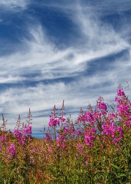 Summer/early Fall-Autumn landscape of fireweed and clouds.   Hatcher Pass Southcentral, Alaska