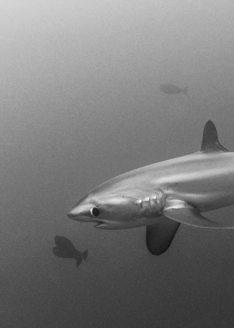 Thresher Shark BW, Philippines