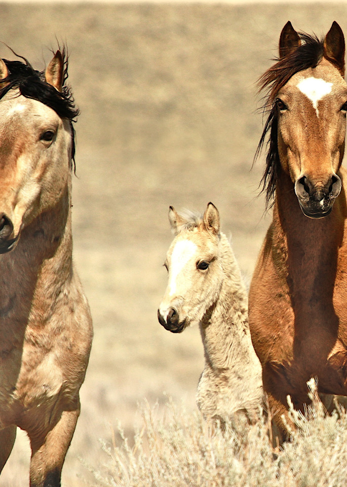 A captivating wild horse family print