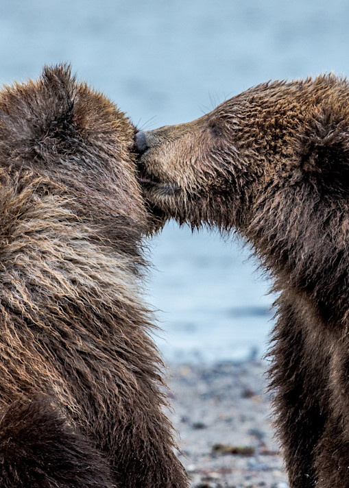 Bear Cubs Kissing on the beaches of  Alaska