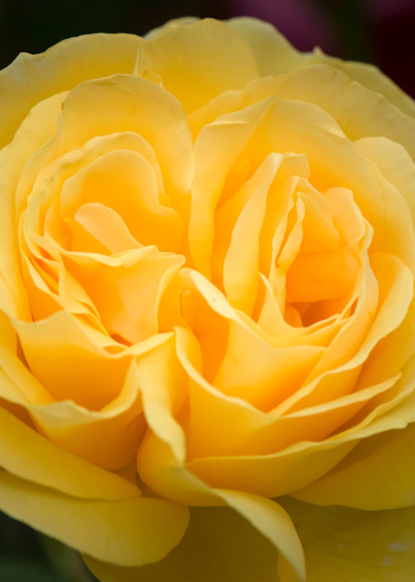 Double Yellow Rose Art | Terrie Gray Photography LLC