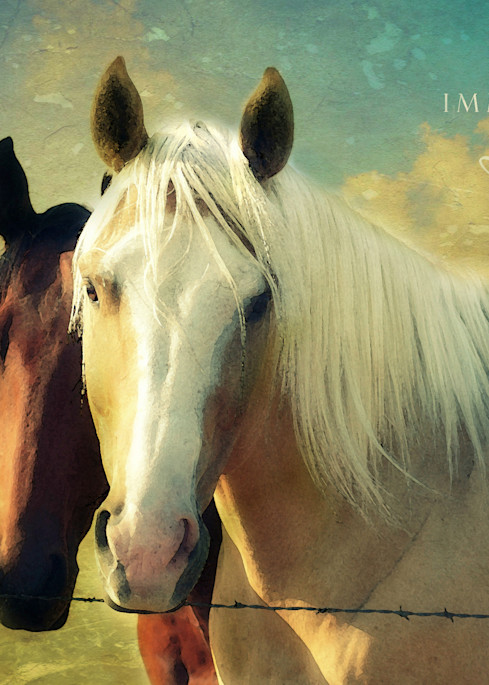 Immeasurable Love Horses