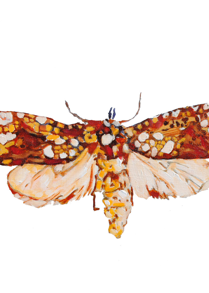 moth, print, insect, bug, art, painting