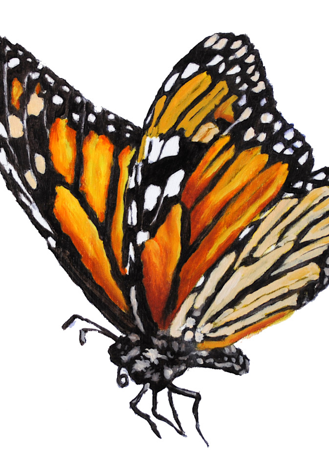 monarch, butterfly, pollinator, sweet, insect, art, painting