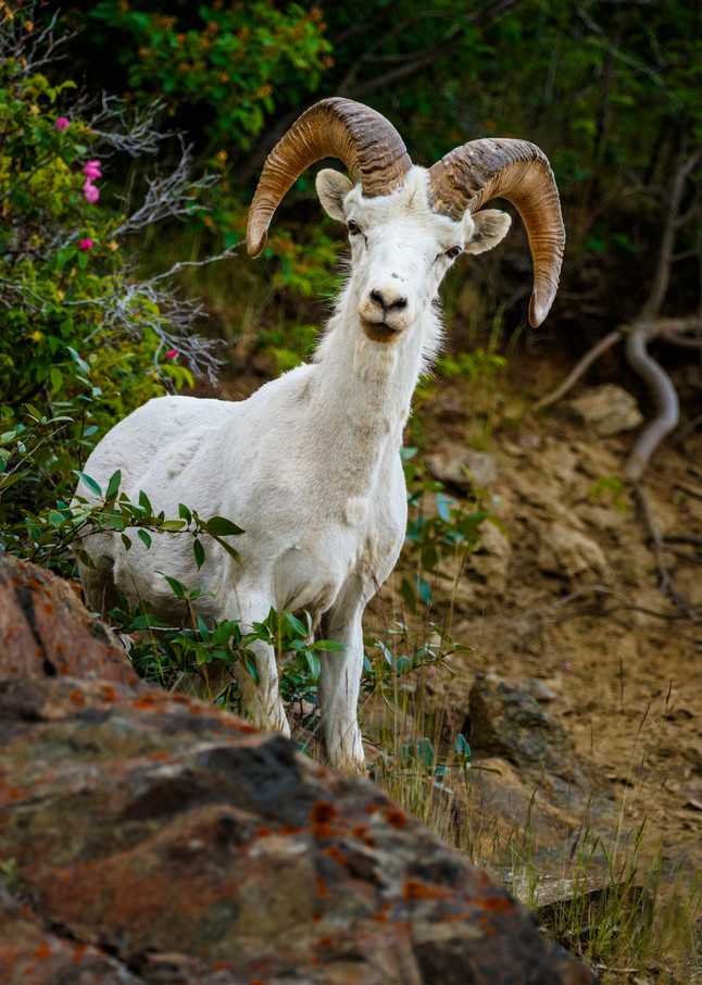 Summer image of young Dall Sheep ram on rocky cliffs of Chugach Mountains in Chugach State Park with wild rose foliage.  Southcentral, Alaska

Photo by Jeff Schultz (C) 2016  ALL RIGHTS RESERVED