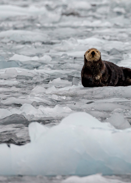 Sea Otter rests on ice berg in Barry Arm at Barry Glacier in Prince William Sound.  Summer, Alaska   Wildlife 

Photo by Jeff Schultz/  (C) 2019  ALL RIGHTS RESERVED