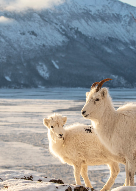 A Dall sheep ewe and lamb pause in fresh snow on a cliff above Turnagain Arm in Chugach State Park.  The Kenai mountains are in the background. Winter Southcentral, Alaska


Photo by Jeff Schultz/  (C) 2020  ALL RIGHTS RESERVED