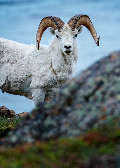 Dall sheep ram peaks over edge at Windy Corner of Chugach Mountains, Chugack State Park with Turnagain Arm water in background
.  Southcentral, Alaska  Summer

Photo by Jeff Schultz/  (C) 2020  ALL RIGHTS RESERVED