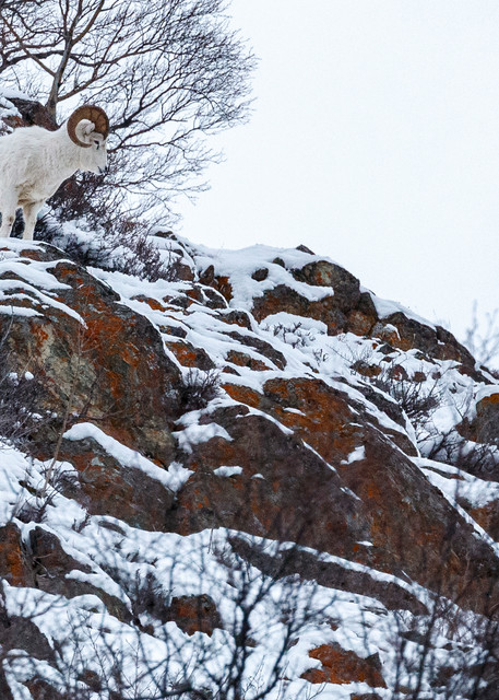 Winter Landscape of Dall Sheep in snow-covered rocks along Seward Highway at Windy Corner, Chugach State Park.  Alaska

Photo by Jeff Schultz/  (C) 2020  ALL RIGHTS RESERVED