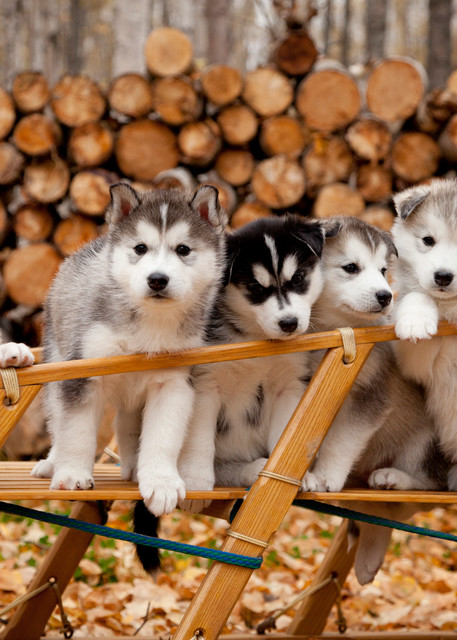 5 Week old Siberian Husky puppies in traditional wooden dog sled w/ Christmas wreath   Autumn