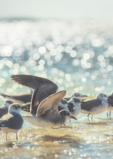 Florida Sea Gulls  Photography Art | Lori Ballard Photography