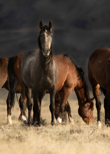 Lead gray mare and young ones grazing print