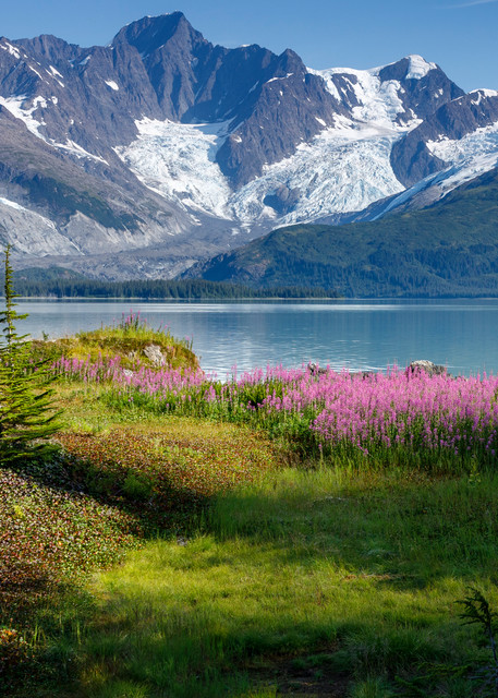 Summer landscape of Fireweed, trees and hanging glaciers in Harriman Fjord of Prince William Sound. Southcentral, Alaska

Photo by Jeff Schultz/  (C) 2019  ALL RIGHTS RESERVED